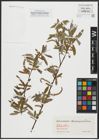 Foto von Salix alba L.